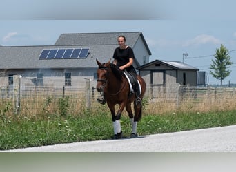 Cheval de trait Croisé, Jument, 5 Ans, Bai cerise