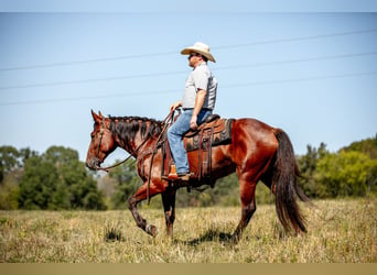 Cheval de trait Croisé, Jument, 5 Ans, Bai cerise