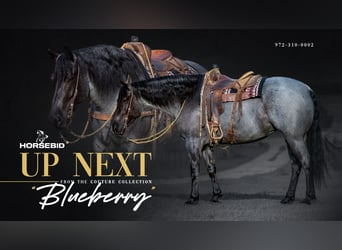 Cheval de trait Croisé, Jument, 5 Ans, Rouan Bleu