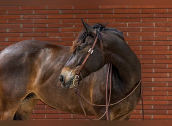 Cheval de trait, Jument, 6 Ans, 152 cm, Bai cerise