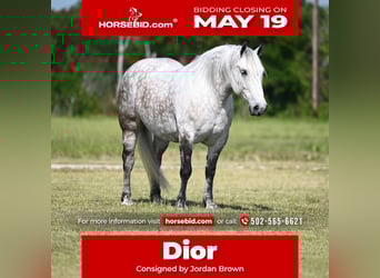 Cheval de trait Croisé, Jument, 6 Ans, 157 cm, Gris pommelé