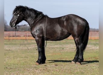 Cheval de trait Croisé, Jument, 6 Ans, 157 cm, Noir