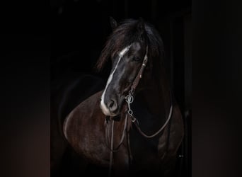 Cheval de trait Croisé, Jument, 6 Ans, 157 cm, Noir