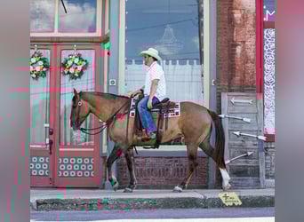 Cheval de trait Croisé, Jument, 6 Ans, 163 cm, Isabelle
