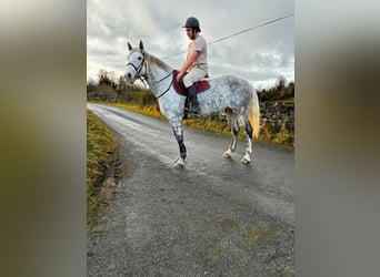 Cheval de trait, Jument, 6 Ans, 165 cm, Gris pommelé