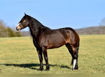 Cheval de trait Croisé, Jument, 6 Ans, 168 cm, Roan-Bay