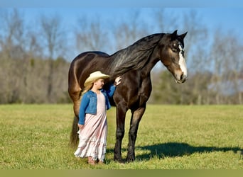 Cheval de trait Croisé, Jument, 6 Ans, 168 cm, Roan-Bay