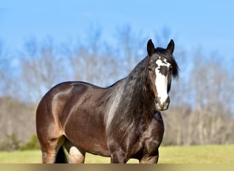 Cheval de trait Croisé, Jument, 6 Ans, 168 cm, Roan-Bay