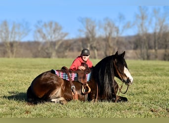 Cheval de trait Croisé, Jument, 6 Ans, 168 cm, Roan-Bay