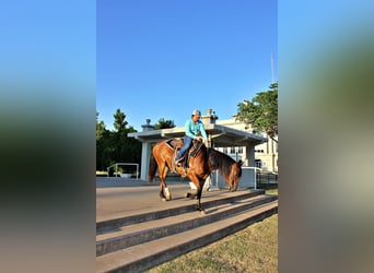 Cheval de trait, Jument, 7 Ans, 150 cm, Bai cerise