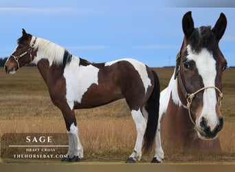 Cheval de trait Croisé, Jument, 7 Ans, 152 cm, Bai cerise