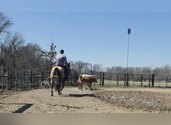 Cheval de trait, Jument, 7 Ans, 152 cm, Buckskin