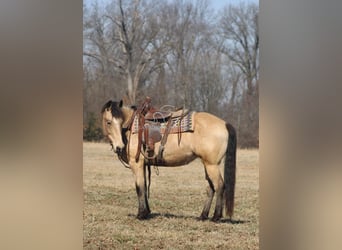 Cheval de trait, Jument, 7 Ans, 152 cm, Buckskin