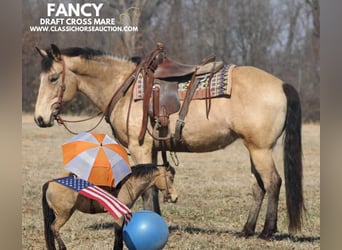 Cheval de trait, Jument, 7 Ans, 152 cm, Buckskin