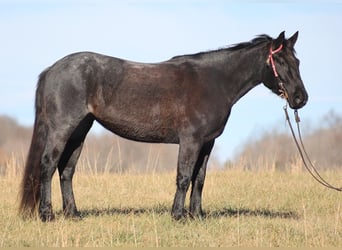 Cheval de trait, Jument, 7 Ans, 155 cm, Rouan Bleu