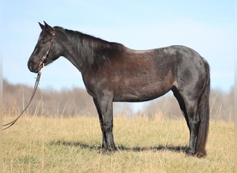 Cheval de trait, Jument, 7 Ans, 155 cm, Rouan Bleu