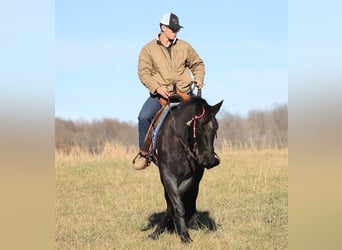 Cheval de trait, Jument, 7 Ans, 155 cm, Rouan Bleu