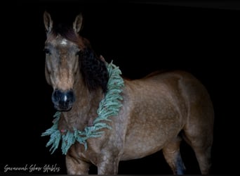 Cheval de trait Croisé, Jument, 7 Ans, 160 cm, Buckskin