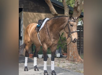 Cheval de trait Croisé, Jument, 7 Ans, 160 cm, Buckskin