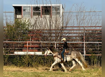 Cheval de trait, Jument, 7 Ans, 163 cm, Rouan Bleu