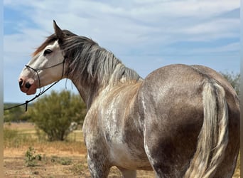 Cheval de trait, Jument, 7 Ans, 163 cm, Rouan Bleu