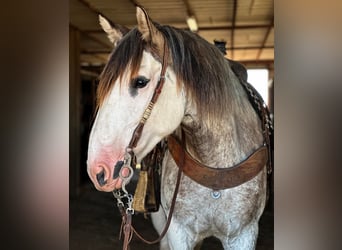 Cheval de trait, Jument, 7 Ans, 163 cm, Rouan Bleu