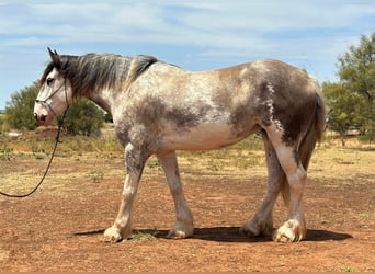 Cheval de trait, Jument, 7 Ans, 163 cm, Rouan Bleu