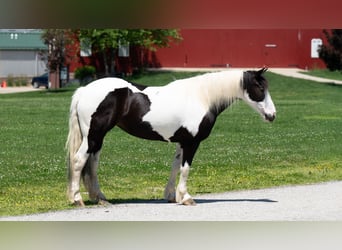 Cheval de trait Croisé, Jument, 7 Ans, Pinto