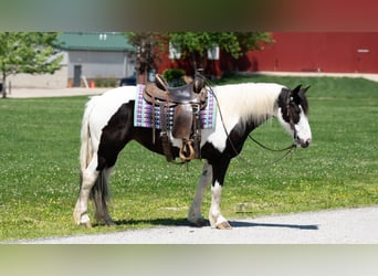 Cheval de trait Croisé, Jument, 7 Ans, Pinto