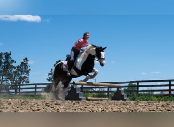 Cheval de trait Croisé, Jument, 7 Ans, Pinto