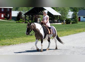 Cheval de trait Croisé, Jument, 7 Ans, Pinto