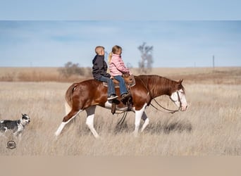 Cheval de trait Croisé, Jument, 8 Ans, 132 cm, Pinto
