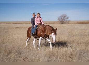 Cheval de trait Croisé, Jument, 8 Ans, 132 cm, Pinto