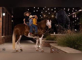 Cheval de trait Croisé, Jument, 8 Ans, 132 cm, Pinto