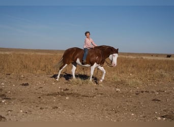 Cheval de trait Croisé, Jument, 8 Ans, 132 cm, Pinto