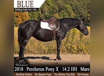 Cheval de trait Croisé, Jument, 8 Ans, 147 cm, Noir