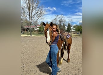Cheval de trait Croisé, Jument, 8 Ans, 157 cm, Alezan cuivré