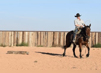 Cheval de trait Croisé, Jument, 8 Ans, 157 cm