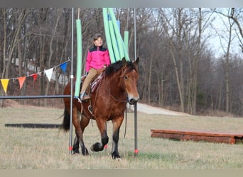 Cheval de trait Croisé, Jument, 8 Ans, 160 cm, Bai cerise