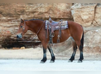 Cheval de trait Croisé, Jument, 8 Ans, 160 cm, Bai cerise