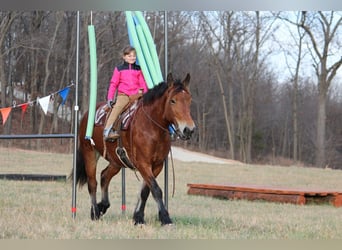 Cheval de trait Croisé, Jument, 8 Ans, 160 cm, Bai cerise