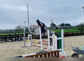 Cheval de trait, Jument, 8 Ans, 166 cm, Blanc