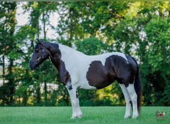 Cheval de trait Croisé, Jument, 8 Ans, Pinto