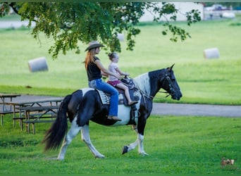 Cheval de trait Croisé, Jument, 8 Ans, Pinto