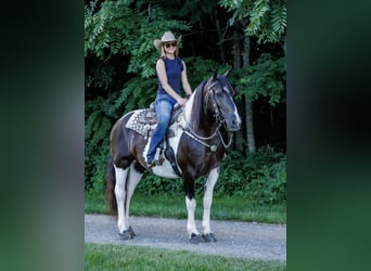 Cheval de trait Croisé, Jument, 8 Ans, Pinto