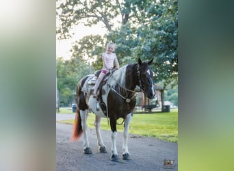 Cheval de trait Croisé, Jument, 8 Ans, Pinto
