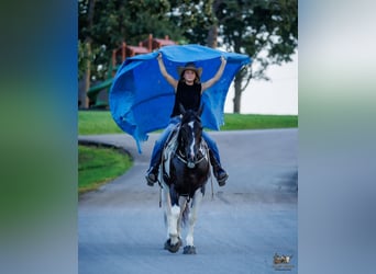 Cheval de trait Croisé, Jument, 8 Ans, Pinto