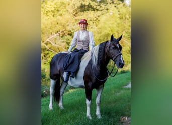 Cheval de trait Croisé, Jument, 8 Ans, Pinto
