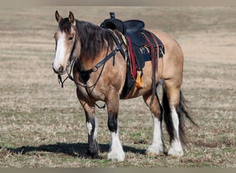 Cheval de trait Croisé, Jument, 9 Ans, 152 cm, Buckskin