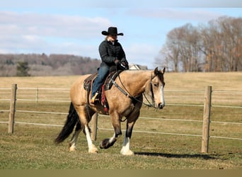 Cheval de trait Croisé, Jument, 9 Ans, 152 cm, Buckskin